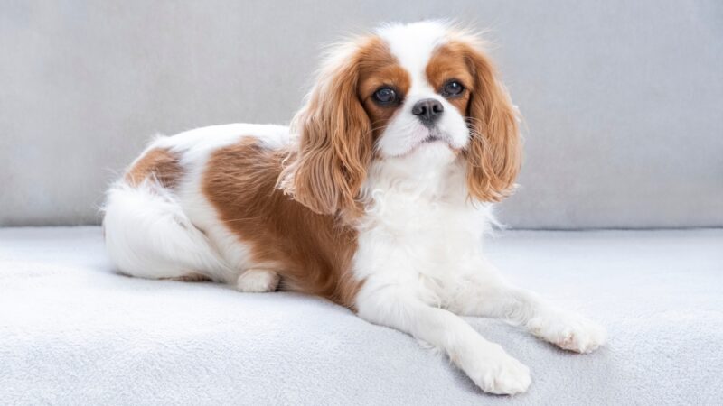 Kavalirski španijel leži na svetloj sofi