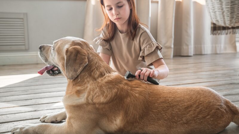 Devojčica češlja labradora u dnevnoj sobi dok pas mirno leži na podu
