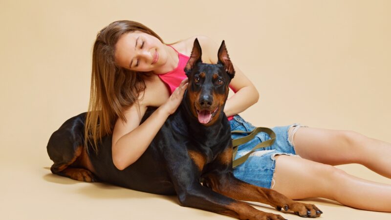 Devojka mazi dobermana koji leži pored nje i mirno gleda u kameru