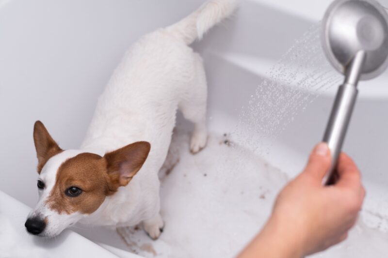 prikaz jack russella u kadi, osoba drži tuš i sprema ga za kupanje