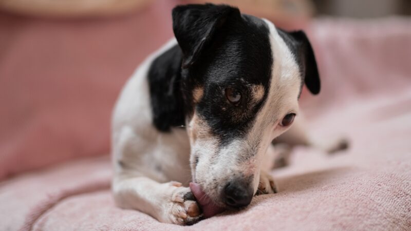 Pas leži i liže svoju šapu dok odmara na kauču