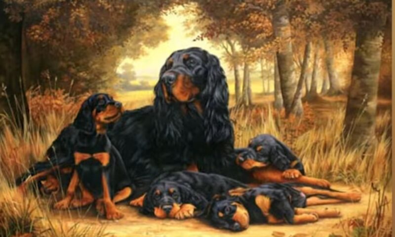 Osnovne karakteristike Gordon setera