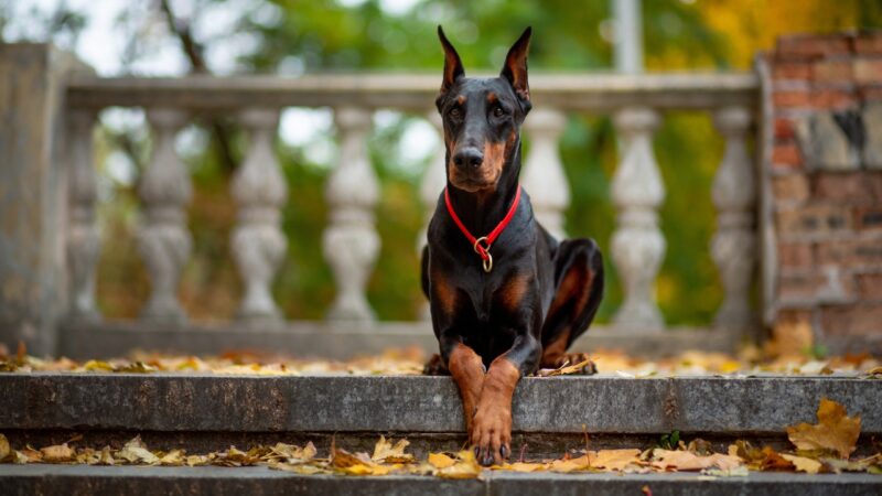 Doberman sedi na stepeniku u dvorištu