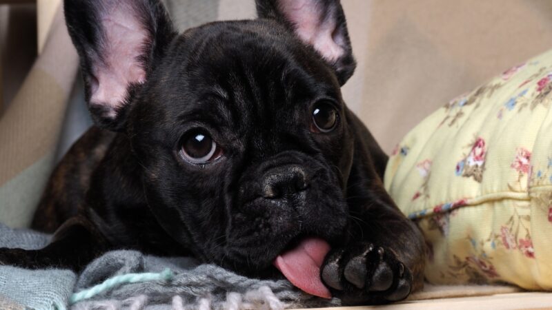 Pas leži i liže svoju šapu