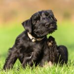 Crni pas sedi na travi i češe se zadnjom šapom