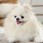 Beli pomeranac sedi na podu u sobi