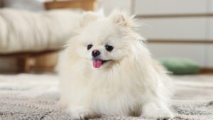 Beli pomeranac sedi na podu u sobi