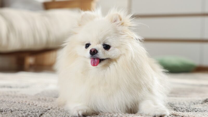 Beli pomeranac sedi na podu u sobi