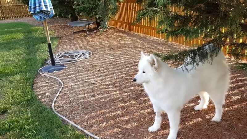 Beli samojed stoji u dvorištu pored ograde