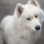 Beli samojed stoji u kupatilu i gleda u kameru