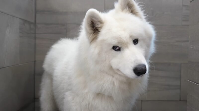 Beli samojed stoji u kupatilu i gleda u kameru