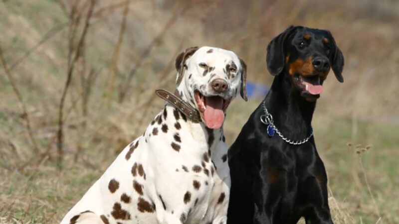Doberman i dalmatinac sede jedan pored drugog napolju