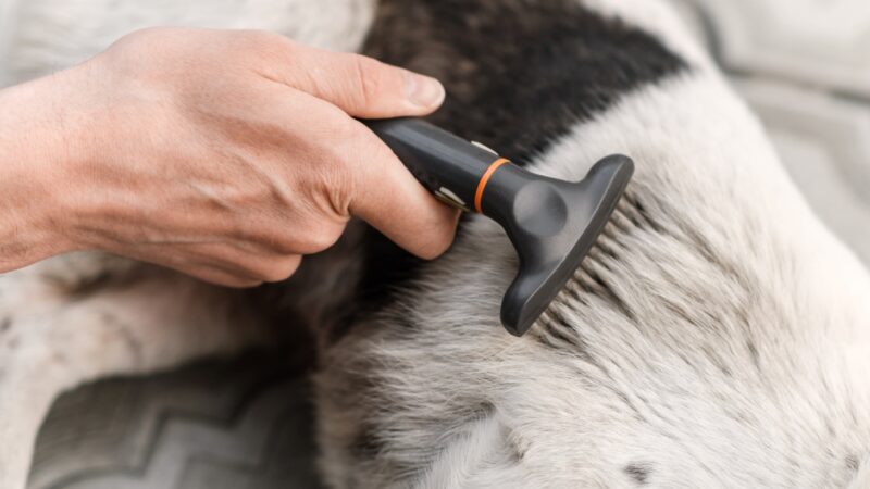 Osoba češlja psa četkom i uklanja dlaku sa leđa