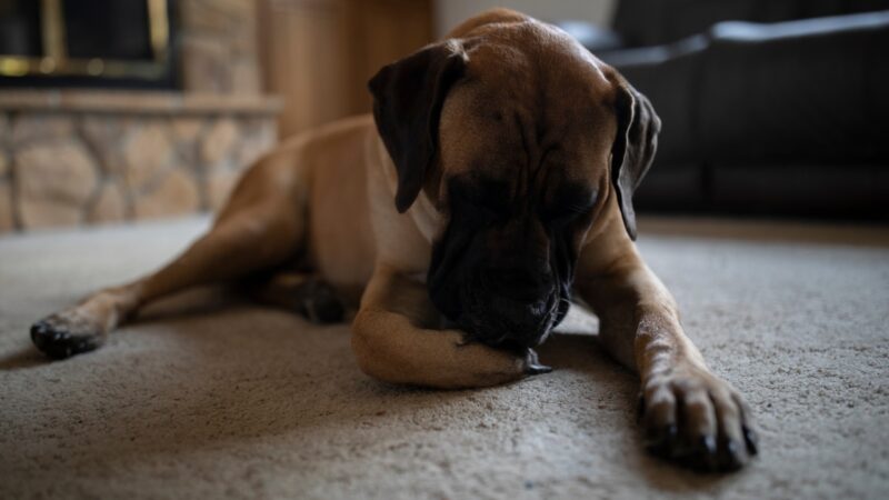 Pas leži na podu i liže svoju šapu