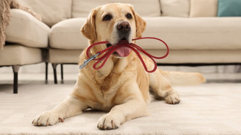 Labrador leži u dnevnoj sobi i drži povodac u ustima
