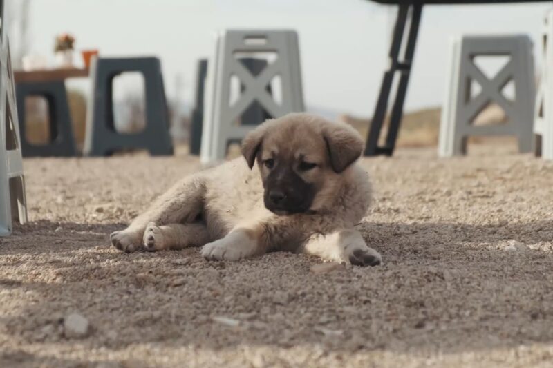 pas bolestanleži na pesku