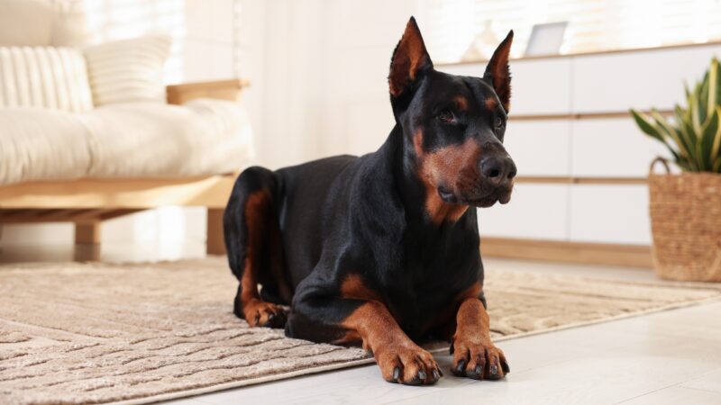 Dobaerman sedi na tepihu u dnevnom boravku