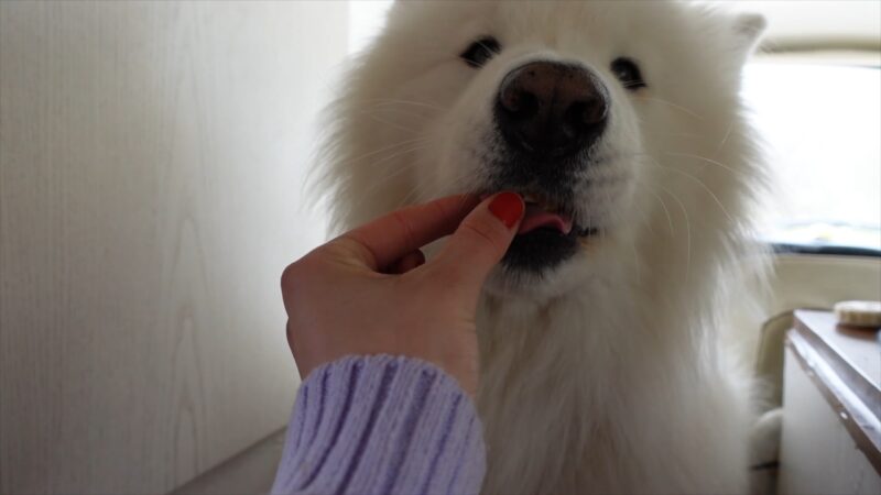 Vlasnik daje poslasticu samojedu koji je krupno u kadru