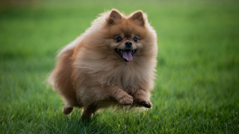 Pomeranac trči po travi, razigran i zadihan, sa širom otvorenim ustima i podignutim repom