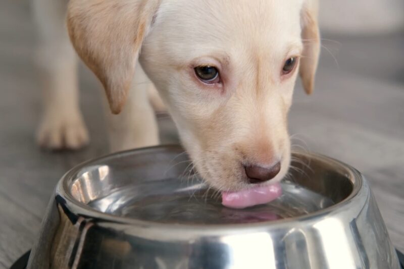 pas pije vodu iz činije