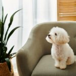 beli kovrdžavi bišon sedi na fotelji