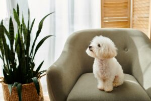 beli kovrdžavi bišon sedi na fotelji