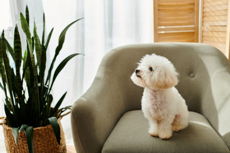 beli kovrdžavi bišon sedi na fotelji
