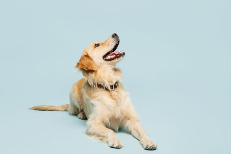 prikaz labradora na plavoj pozadini