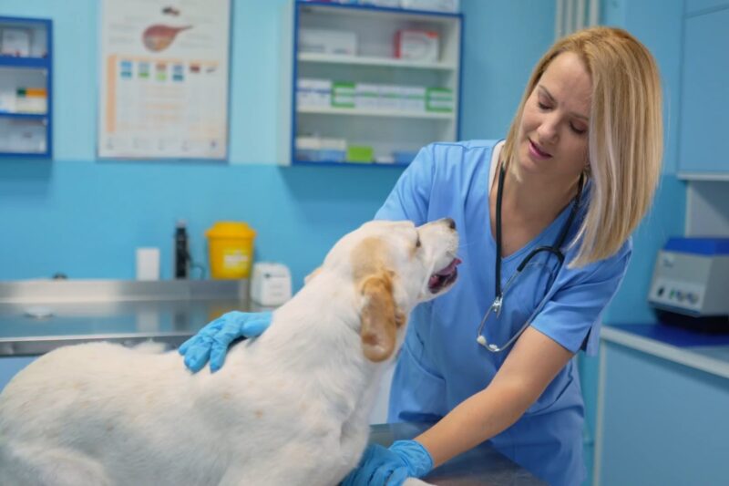 pas na pregledu  kod veterinara