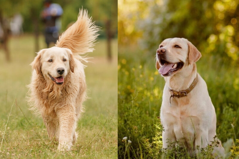 labrador i retriver zlatni na slici