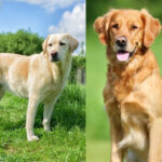 prikaz labradora i zlatnog retrivera na slici