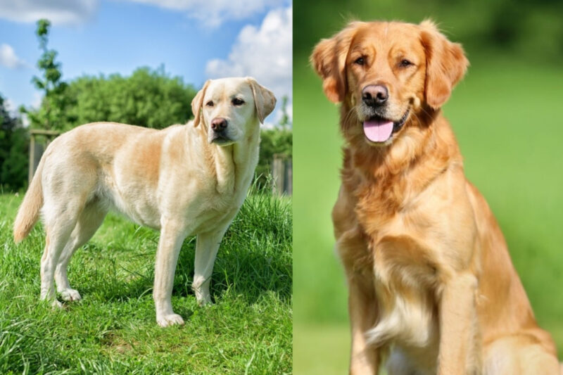 prikaz labradora i zlatnog retrivera na slici